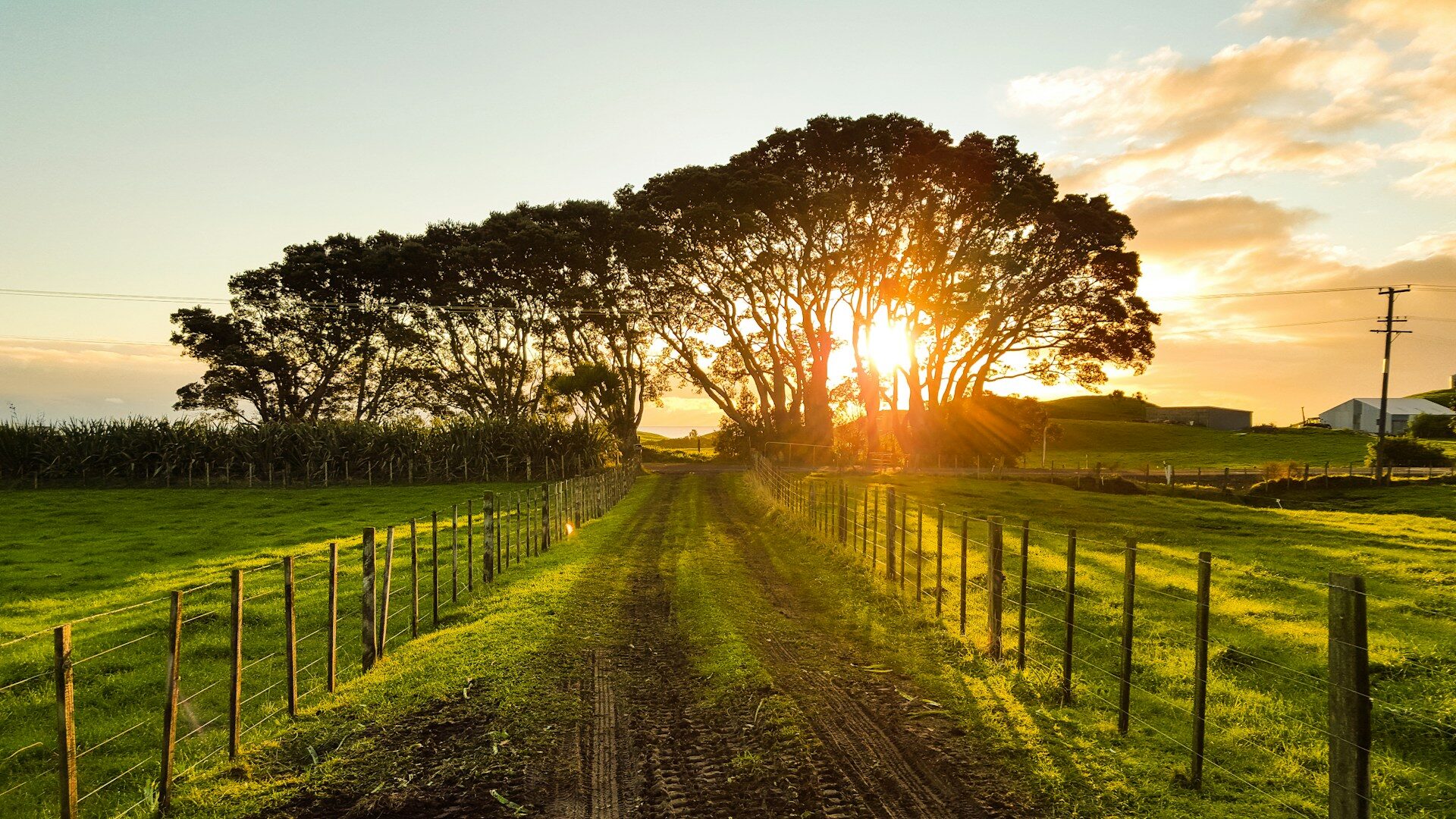 New Zealand agricultural landscape